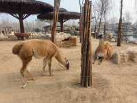雄安辛瑪森林動物樂園