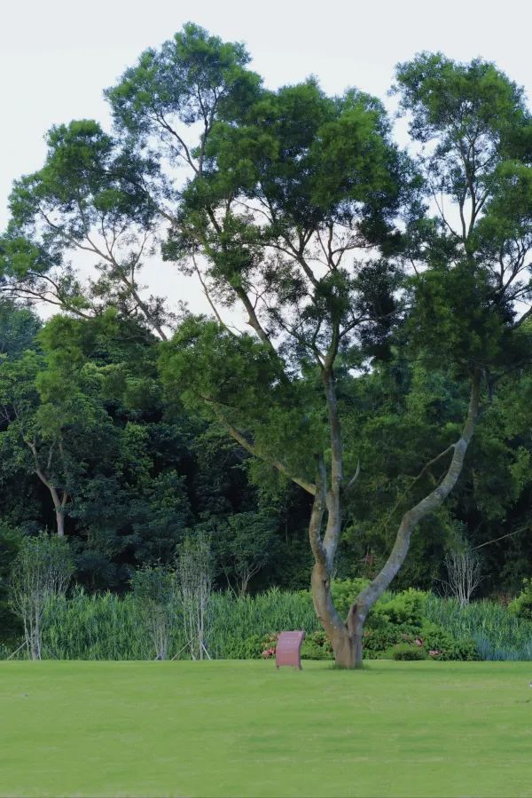 深圳有自己的阿勒泰！——恩上濕地公園