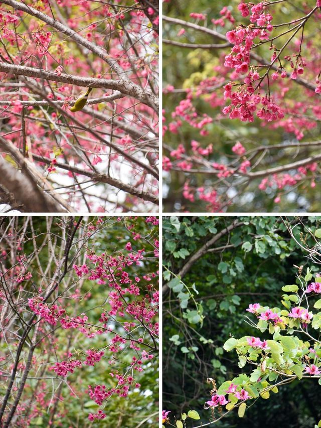 仙岳公園踏青攻略！週末帶上小夥伴一起賞花