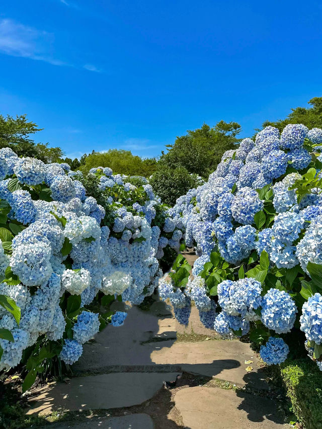 追着春天去旅行！濟州島春日賞繡球花🪻體驗！