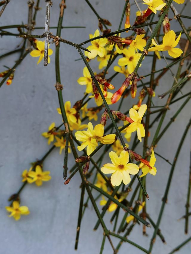 迎春花也能當主角 這裡有一整面的迎春花瀑布牆