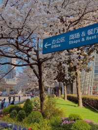 上海綠化帶太豪了！又被街邊角落美到了