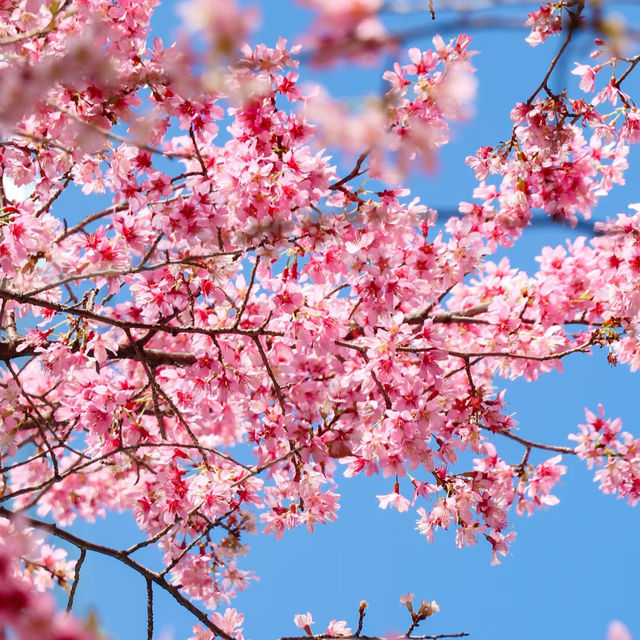 被日本橋春日限定浪漫擊中！粉色花海美到失語🌸 