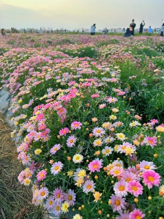 차오산에서 보내는 주말: 럭셔리한 호텔에서 꽃바다의 로맨스를 만나보세요~