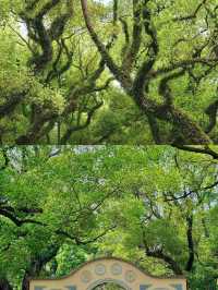 真羨慕佛山人！竟然藏著這麼美的公園不說
