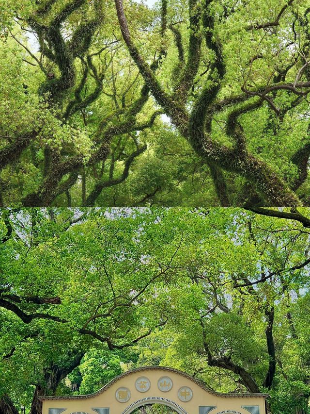真羨慕佛山人！竟然藏著這麼美的公園不說