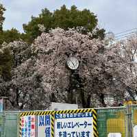 🌸大阪城邂逅櫻花浪漫，森之宮站的限定美景