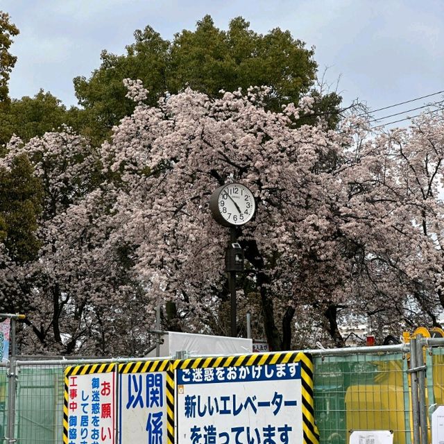 🌸大阪城邂逅櫻花浪漫，森之宮站的限定美景