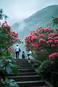 江西九江賞桃花攻略：邂逅江南絕美春日花海