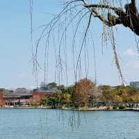 福岡大濠公園，被幸福擊中💕