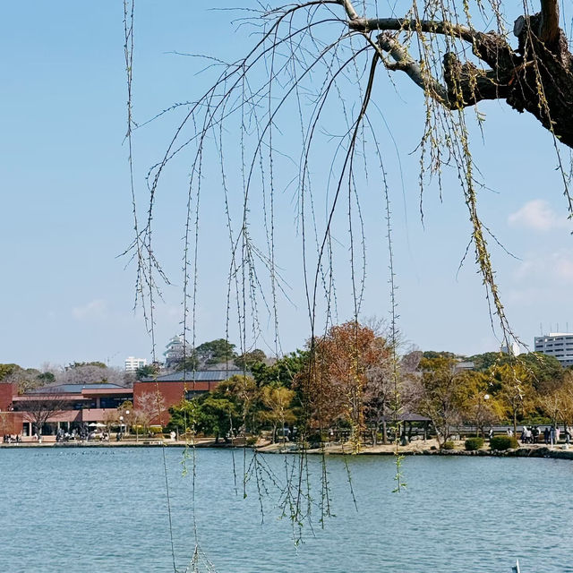 福岡大濠公園，被幸福擊中💕