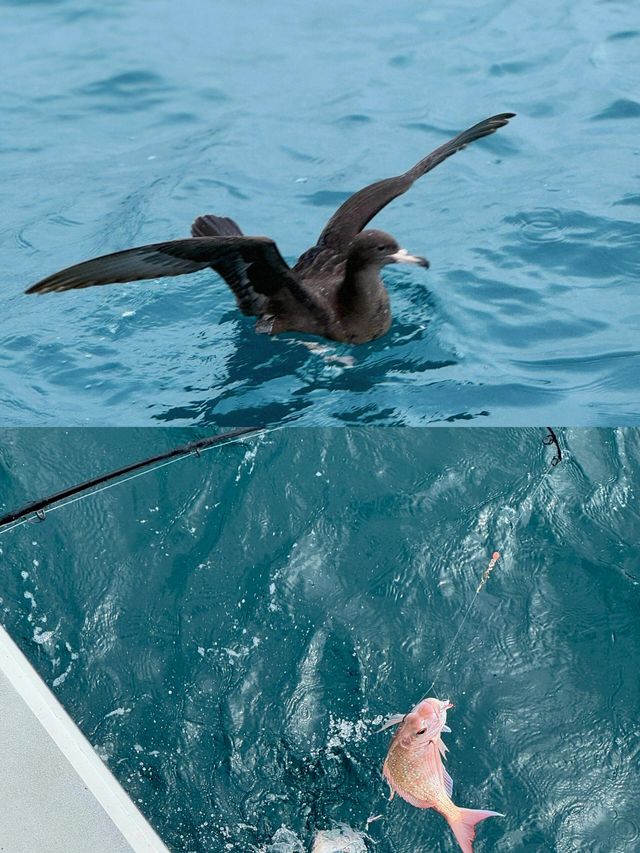 奧克蘭海釣｜解鎖夢幻海釣之旅