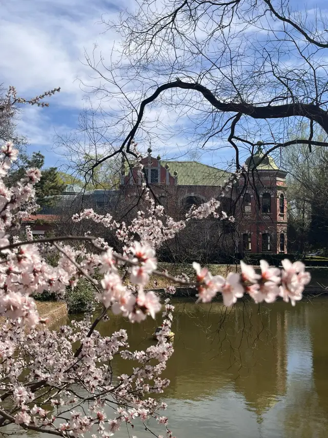 A Peach Blossom Spring in the Zoo