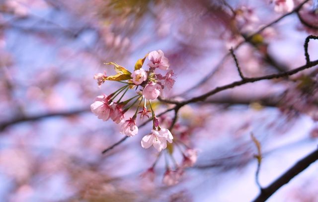 黿頭渚賞花記 黿頭渚賞花記