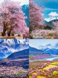 三四月份西藏林芝賞花攻略！