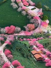 福建龍岩永福櫻花 | 夢幻仙境拍照攻略