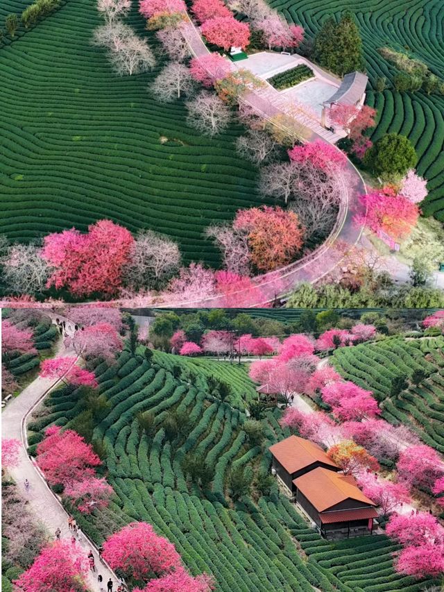 福建龍岩永福櫻花 | 夢幻仙境拍照攻略