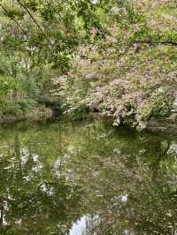 救命呀！成都呢個公園已經被花海包圍咗