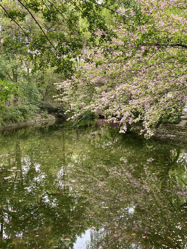 救命呀！成都呢個公園已經被花海包圍咗