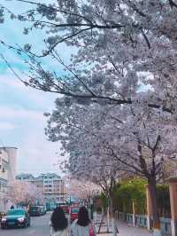 濰坊賞櫻 | 1日打卡3大賞櫻寶藏地