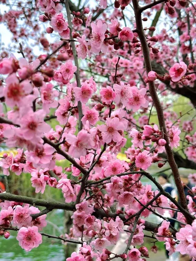 A Peach Blossom Rendezvous at Yangzhou's Slender West Lake in March | One-Day Itinerary