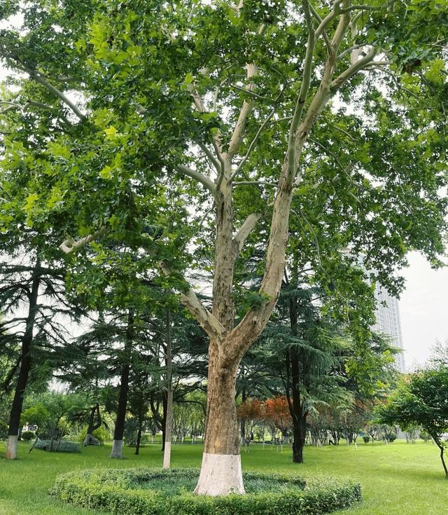 春天嘅格調就係咁靚～淄博人民公園打卡