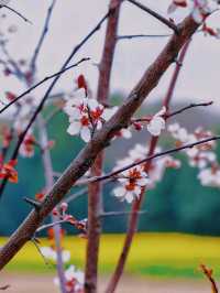 全網首發：櫻花油菜花同框，3.13實拍