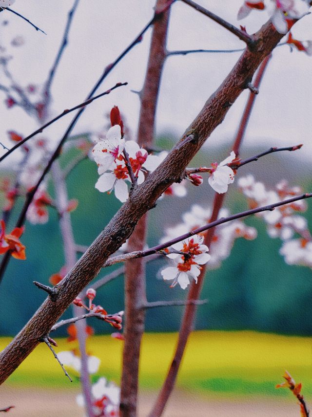 全網首發：櫻花油菜花同框，3.13實拍
