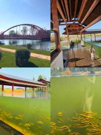 昆明寶豐濕地公園：滇池之畔的生態畫卷