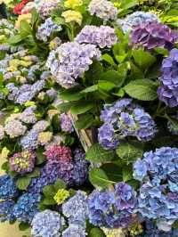 五一賞花新地標！海寧50萬㎡奇幻植物王國等你來探