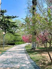 邂逅浪漫花海，濰坊人民公園春日限定