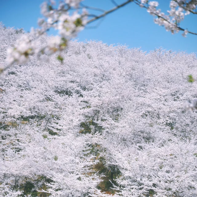 🌸奔赴萬畝粉白浪漫！貴州安順貴安櫻花園必打卡攻略 