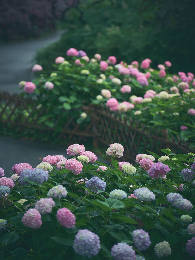 💥救命！閘北公園的繡球花美到我腿軟！！