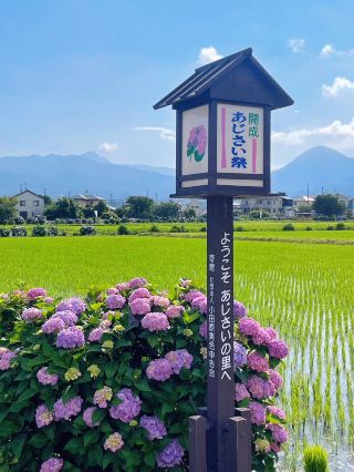 Kanagawa | Encounter a Hydrangea Village