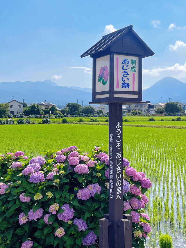 神奈川 | 邂逅繡球花小村莊🌸