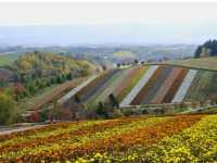 🌿 Discover the Best of Furano – Nature, Cheese, Lavender, and Wine