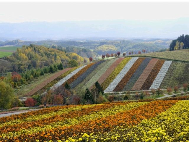 🌿 Discover the Best of Furano – Nature, Cheese, Lavender, and Wine