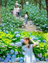 南昌鳳凰溝夏季「追花」全攻略！