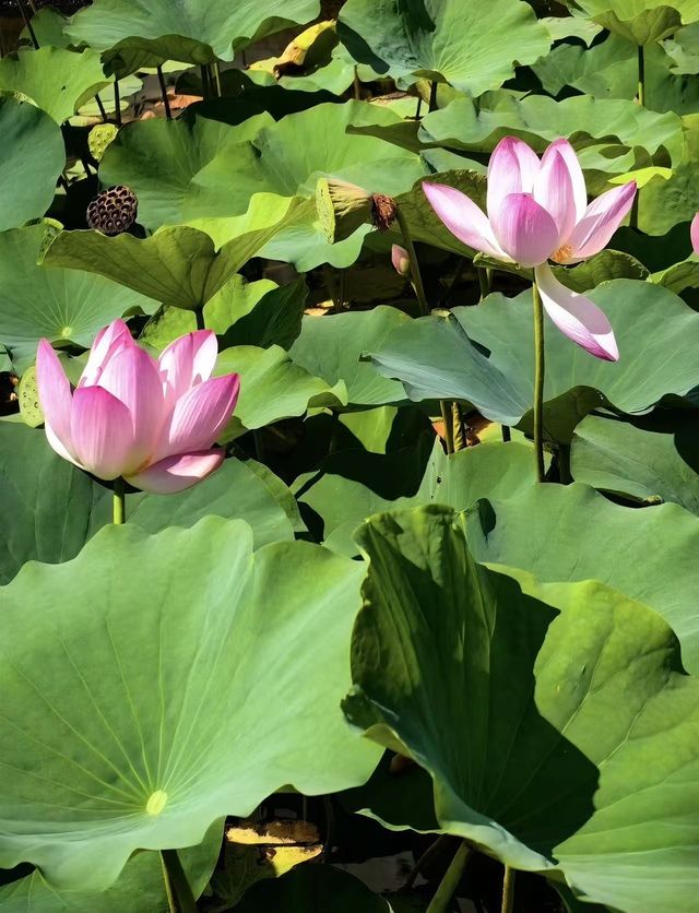 瀋陽回龍寺｜穿越千年的唐風之約