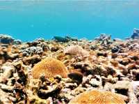 Unfurling the Living Jewel: Anemones and Untouched Life at Ao Hin Wong, Koh Tao