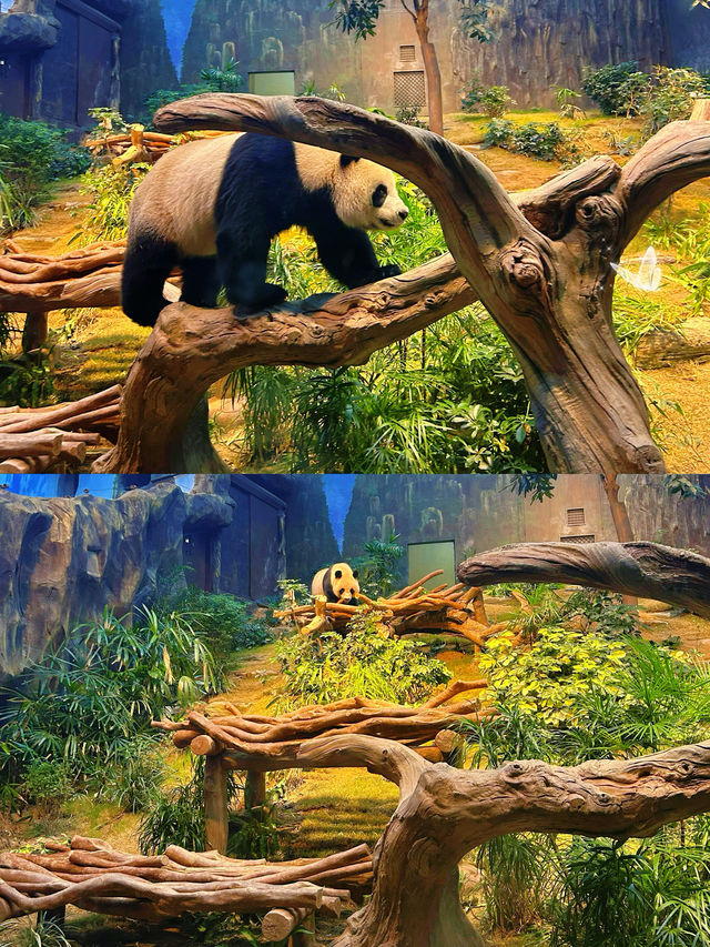 與海洋精靈共舞