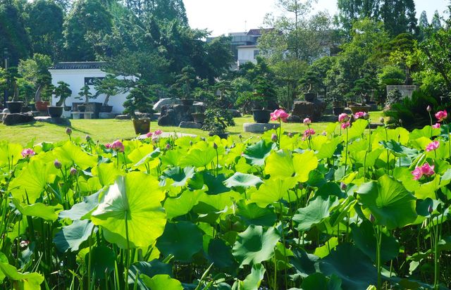滿池荷花與荷葉隨風搖曳
