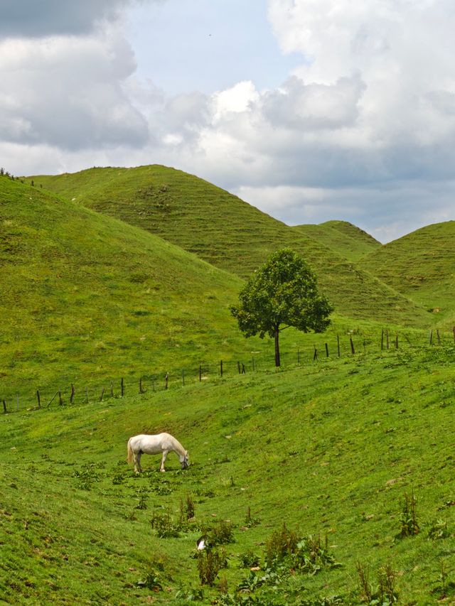闖入南方嘅呼倫貝爾——南山牧場