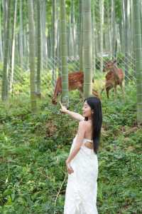 安吉來信：請查收這份28℃嘅山中避暑指南
