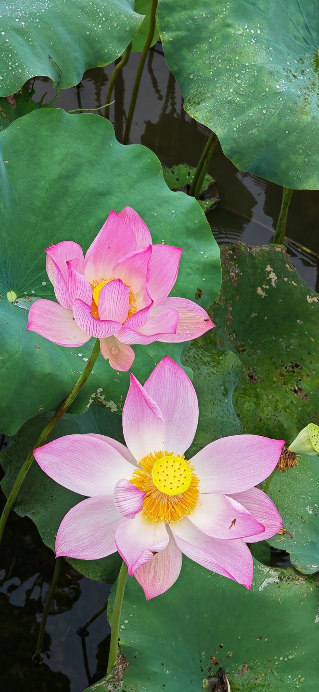 【夏日賞荷】南平五夫：朱熹故里，邂逅盛放的千畝紅蓮