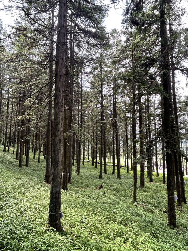 天生三橋+仙女山 |天生三橋+仙女山 | 重慶必去，一趟值回票價