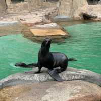 【カナダ バンクーバー】カナダ国内最大級の水族館🦭