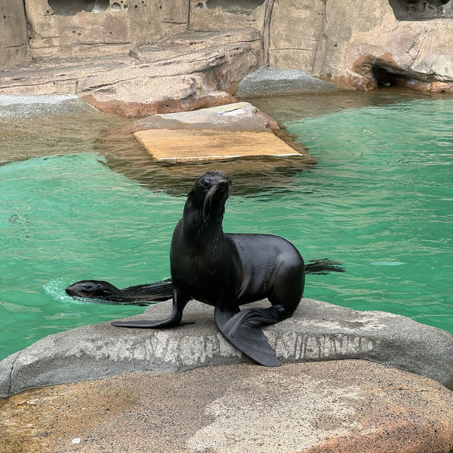 【カナダ バンクーバー】カナダ国内最大級の水族館🦭