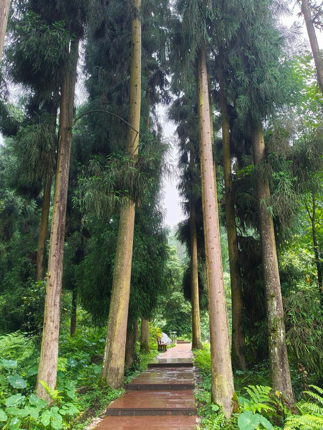 世界桌山-瓦屋山，來邂逅一場雲端的綺夢，奔赴這場心靈之約！