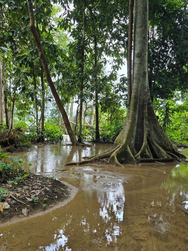 Kuang Si Waterfalls in the Rainy Season: Wild, Wet, Worth It
